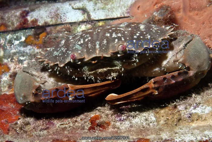 : Swimmer Crab : Swimmer Crab