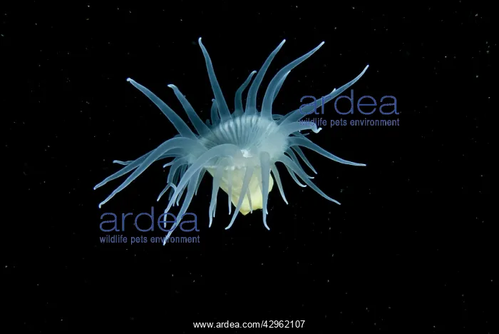 : Swimming anemone - A beautiful, flower-like animal : Swimming anemone - A beautiful, flower-like animal