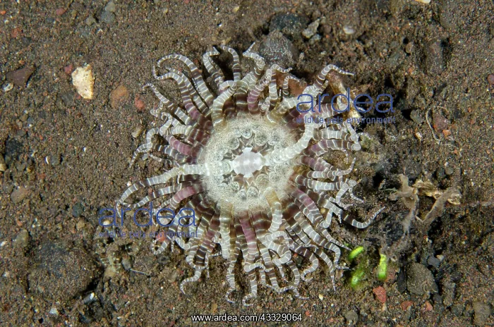 : Swimming Anemone - Melasti dive site, Seraya, Karangasem : Swimming Anemone - Melasti dive site, Seraya, Karangasem