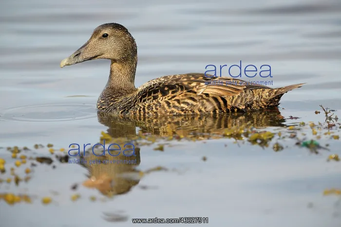 : Swimming Common Eider : Swimming Common Eider