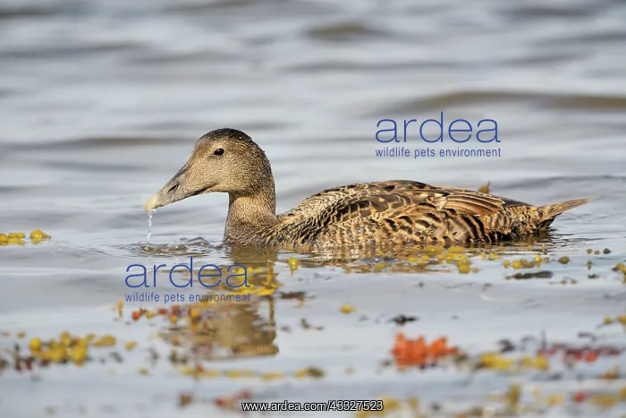 : Swimming Common Eider : Swimming Common Eider