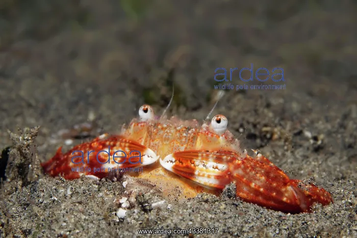 : Swimming crab (Brachyura) lurking burrowed for prey : Swimming crab (Brachyura) lurking burrowed for prey