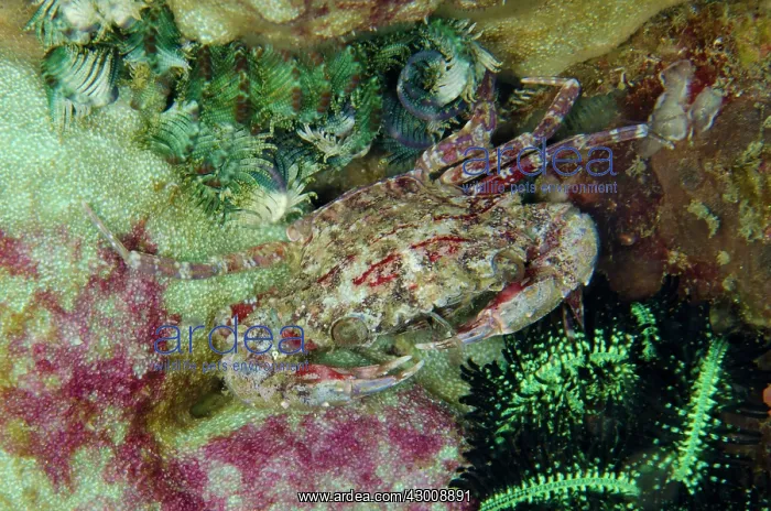 : Swimming Crab Crinoid Corner dive site, Horseshoe : Swimming Crab Crinoid Corner dive site, Horseshoe