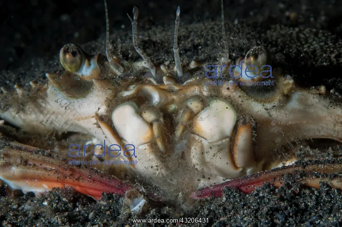 : Swimming Crab - Jahir dive site, Lembeh Straits : Swimming Crab - Jahir dive site, Lembeh Straits