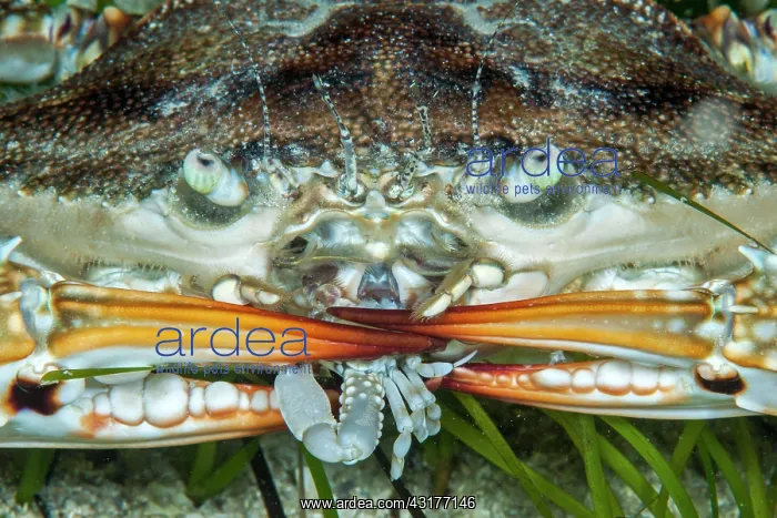  : Swimming crab (Portunus segnis), eating a crab Leucosia