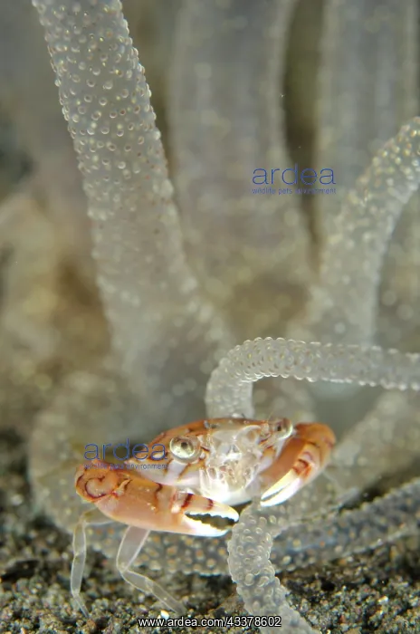 : Swimming Crab in Striped Anemone : Swimming Crab in Striped Anemone