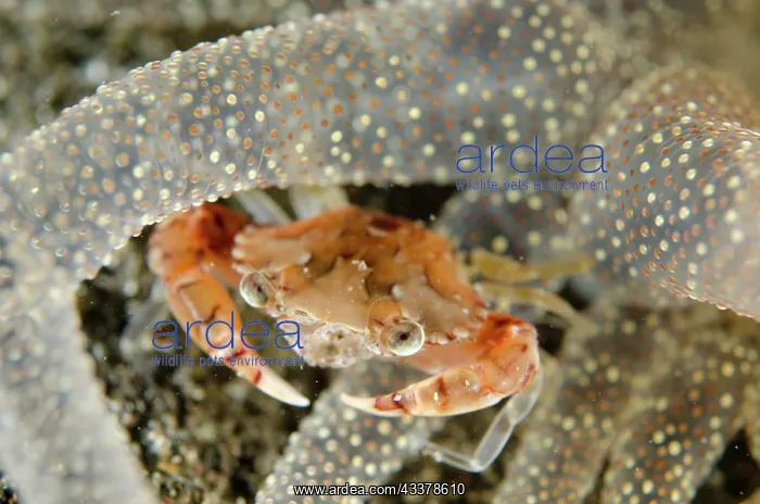 : Swimming Crab in Striped Anemone : Swimming Crab in Striped Anemone