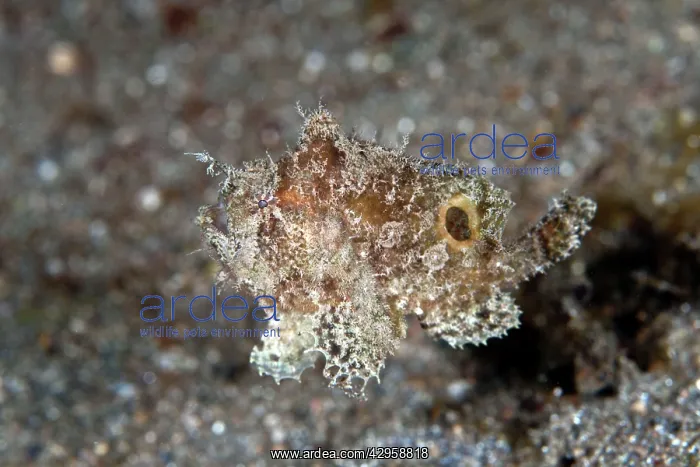: Swimming Frogfish : Swimming Frogfish