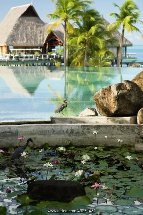 : Swimming pool area of the Bora Bora Nui : Swimming pool area of the Bora Bora Nui