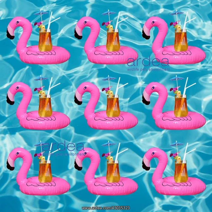 : Swimming pool with inflatable flamingo and cocktail : Swimming pool with inflatable flamingo and cocktail