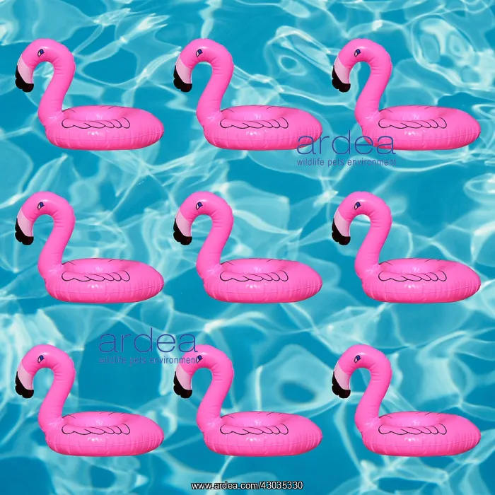  : Swimming pool with inflatable flamingo Swimming
