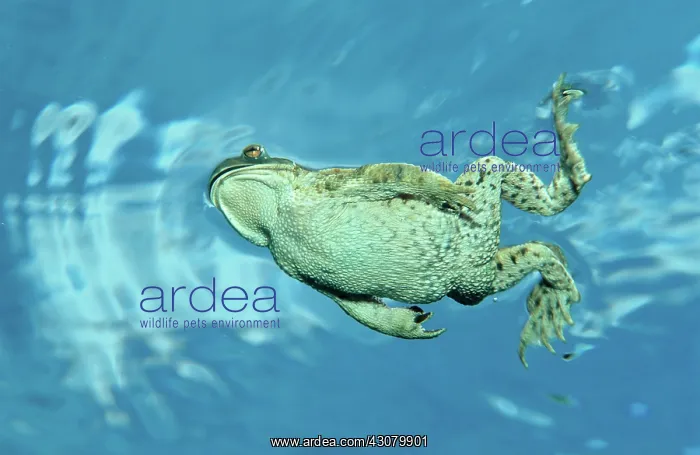: Swimming Toad : Swimming Toad
