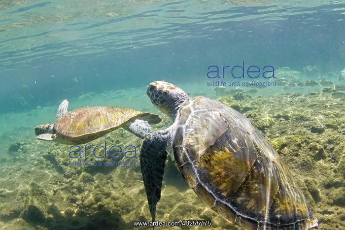 : Swimming with the turtles at Satoalepai : Swimming with the turtles at Satoalepai