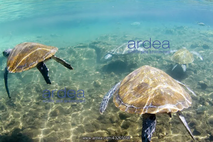 : Swimming with the turtles at Satoalepai : Swimming with the turtles at Satoalepai