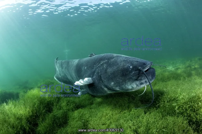 : Swimming Wels catfish, Silurus glanis, also called : Swimming Wels catfish, Silurus glanis, also called