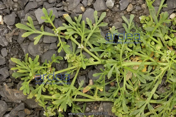 : Swine-cress : Swine-cress