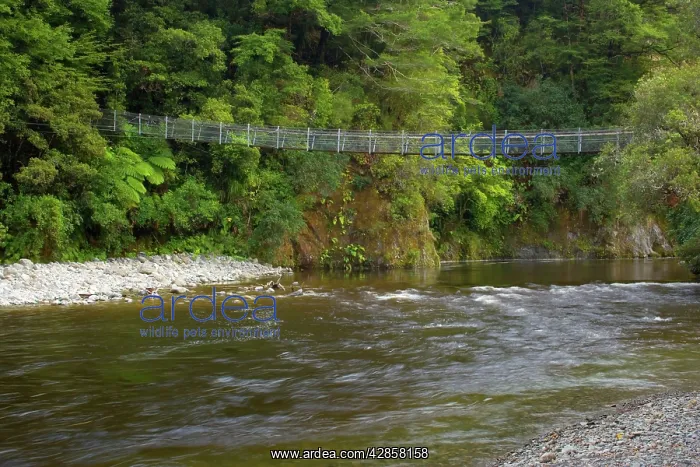 : Swing Bridge - leading over picturesque Hutt river : Swing Bridge - leading over picturesque Hutt river