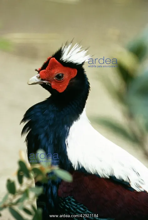 : SwinhoeIs Pheasant : SwinhoeIs Pheasant