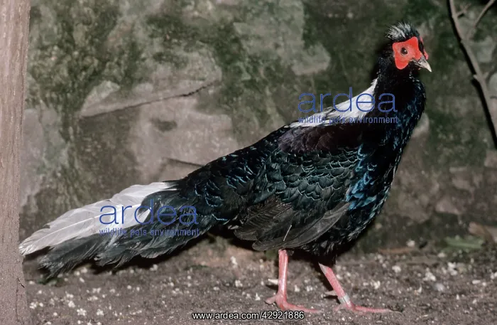 : Swinhoe's Pheasant : Swinhoe's Pheasant