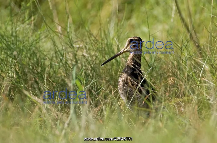 : Swinhoe's Snipe : Swinhoe's Snipe