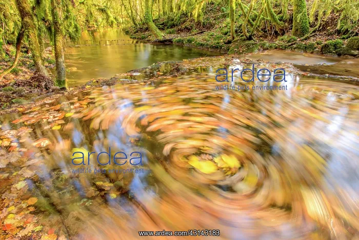 : Swirl of dead leaves in a small river Bugey, Region : Swirl of dead leaves in a small river Bugey, Region