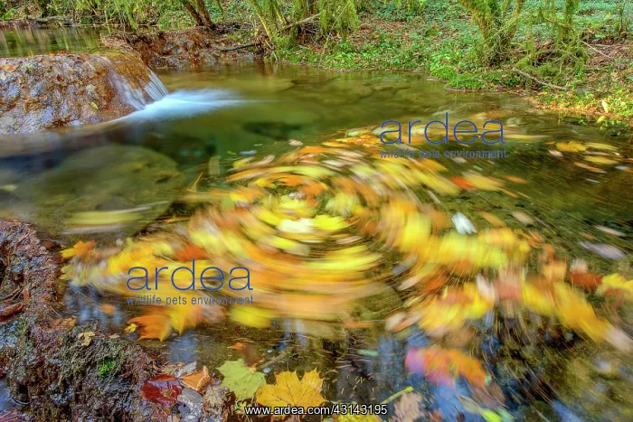 : Swirl of dead leaves in a small river Bugey, Region : Swirl of dead leaves in a small river Bugey, Region