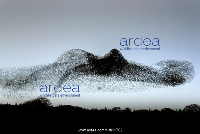: Swirling starling murmuration : Swirling starling murmuration
