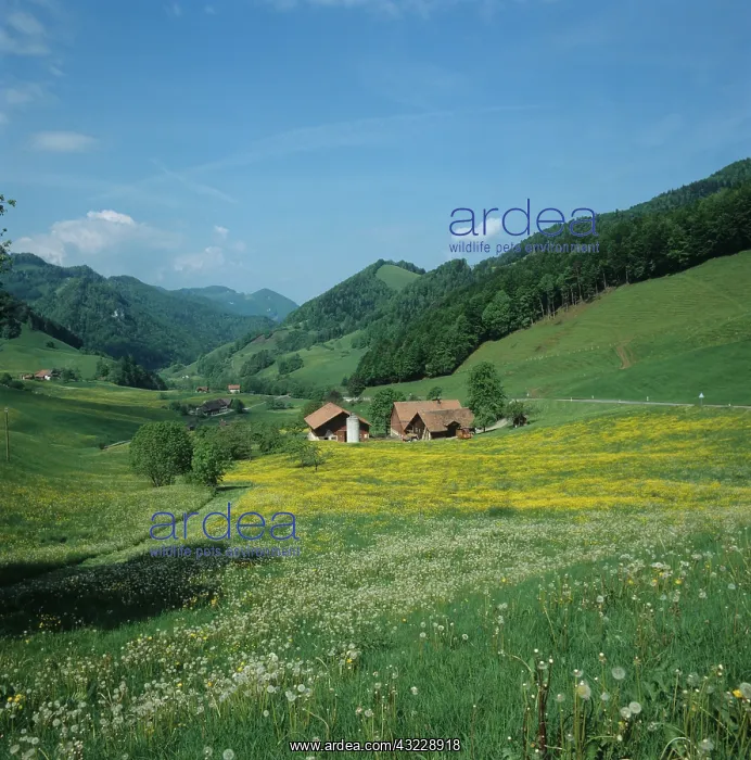 : Swiss Alpine meadow with chalets : Swiss Alpine meadow with chalets