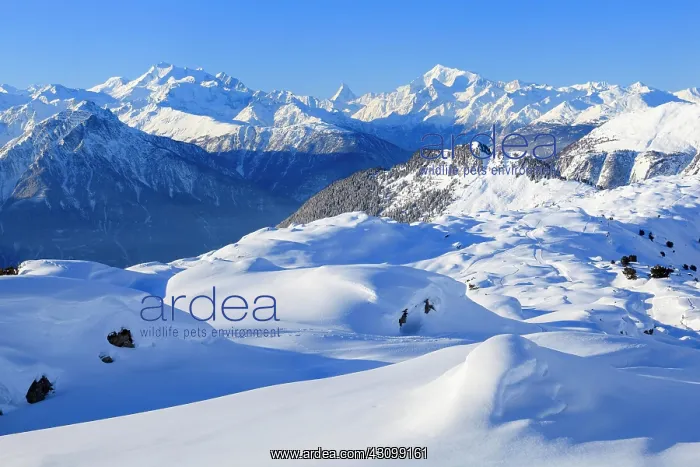 : Swiss Alps, Alphubel, 4206 (m), Dom, 4545 m, Mischabel : Swiss Alps, Alphubel, 4206 (m), Dom, 4545 m, Mischabel