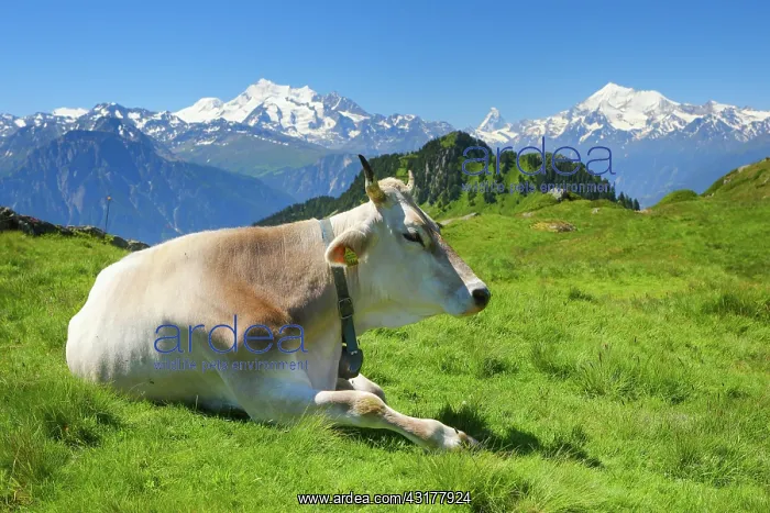 : Swiss Alps, Mischabel Group, Matterhorn, Weisshorn : Swiss Alps, Mischabel Group, Matterhorn, Weisshorn