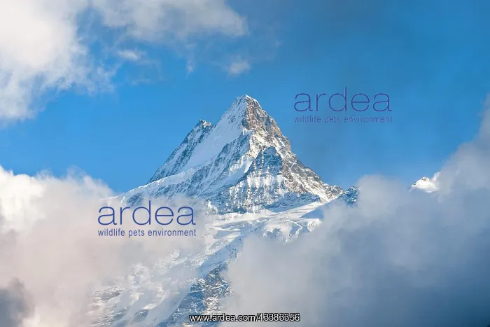 : Swiss Alps, view from First to Schreckhorn, 4048 : Swiss Alps, view from First to Schreckhorn, 4048