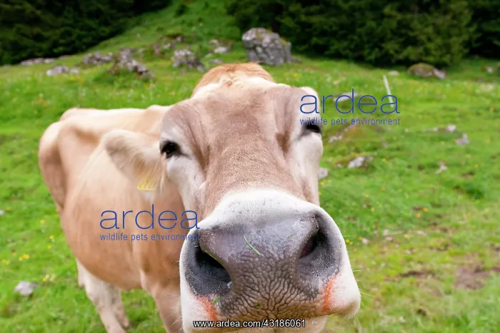 : Swiss Braunvieh cattle (Bos taurus primigenius) : Swiss Braunvieh cattle (Bos taurus primigenius)