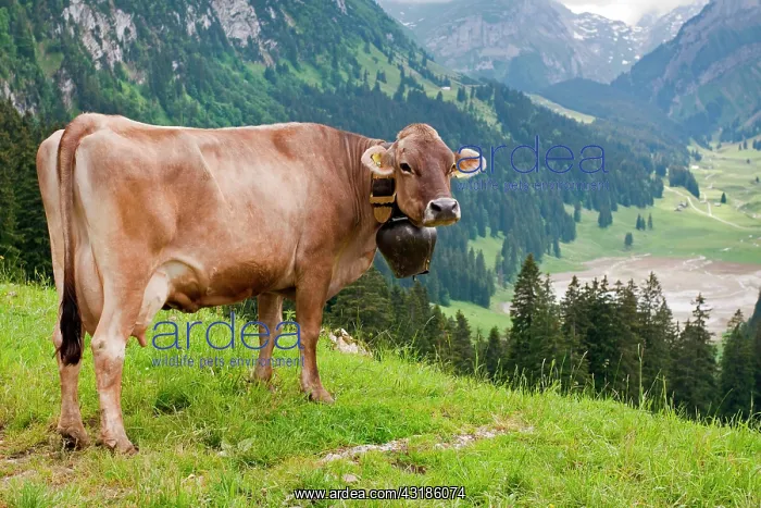 : Swiss Braunvieh cattle (Bos taurus primigenius) : Swiss Braunvieh cattle (Bos taurus primigenius)