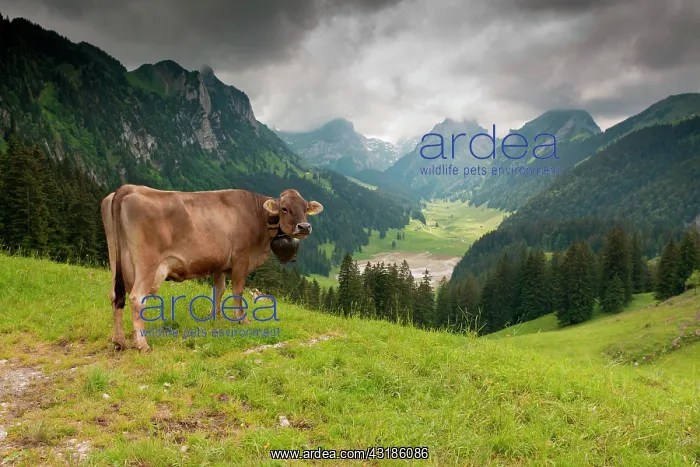 : Swiss Braunvieh cattle (Bos taurus primigenius) : Swiss Braunvieh cattle (Bos taurus primigenius)