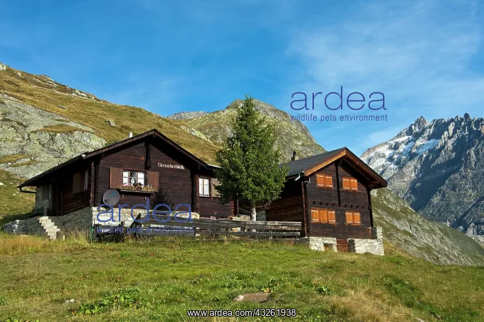 : Swiss Chalets on an alp, Belalp, Canton of Valais
