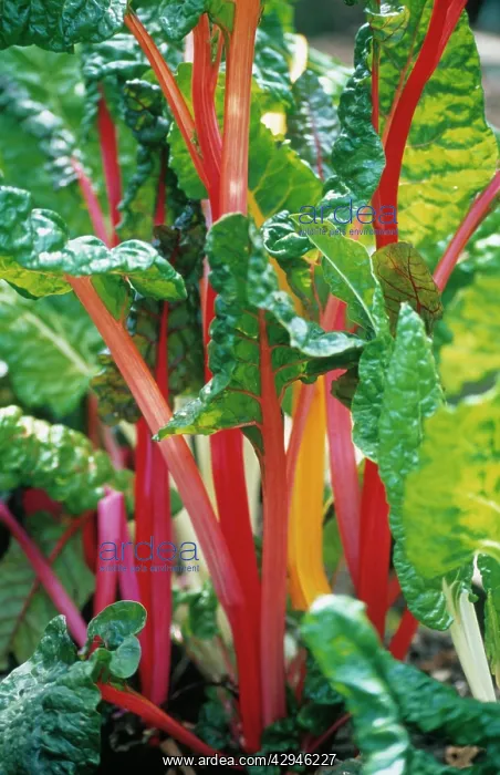 : Swiss Chard : Swiss Chard
