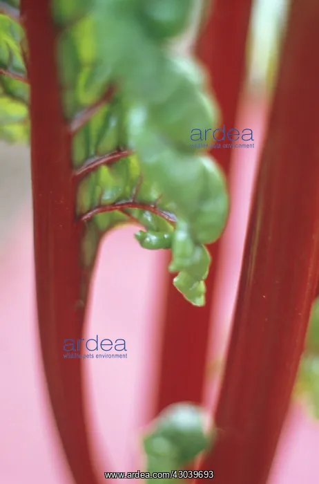 : Swiss Chard : Swiss Chard