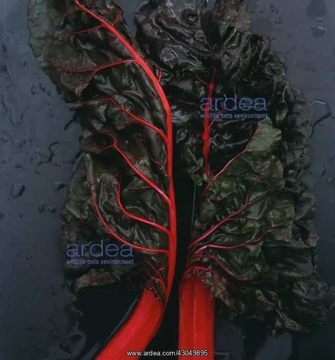 : Swiss chard : Swiss chard