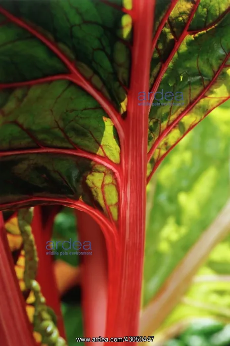 : Swiss Chard : Swiss Chard