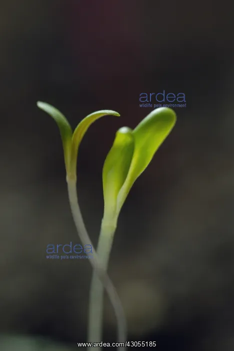 : Swiss Chard : Swiss Chard