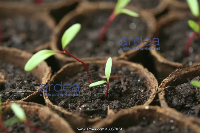 : Swiss Chard : Swiss Chard