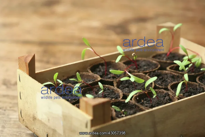 : Swiss Chard : Swiss Chard