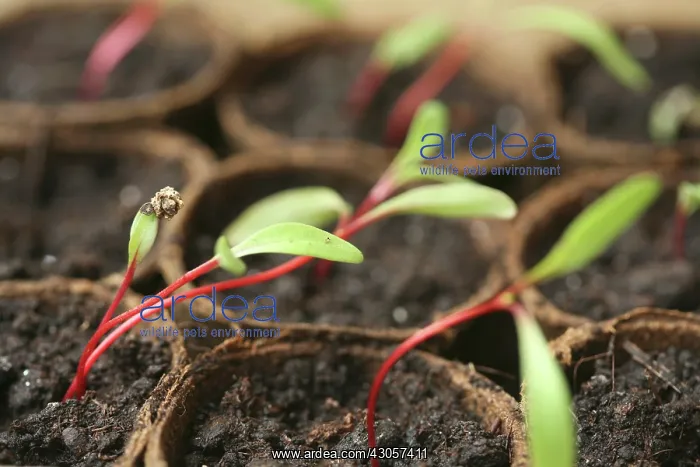 : Swiss Chard : Swiss Chard
