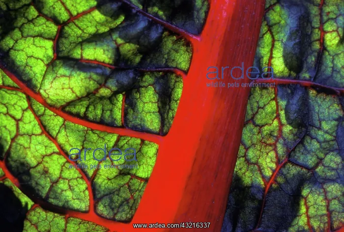 : Swiss Chard : Swiss Chard