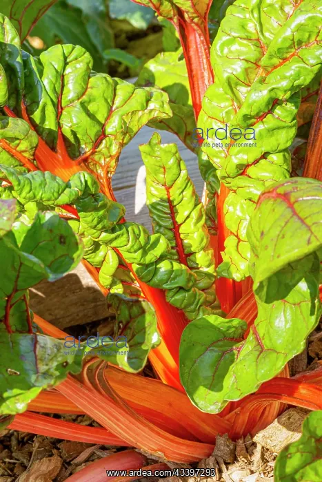 : Swiss Chard Bright Lights, Beta vulgaris var : Swiss Chard Bright Lights, Beta vulgaris var