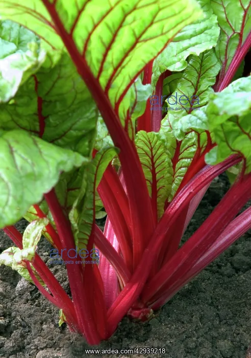 : Swiss Chard - planted within the parterre, both : Swiss Chard - planted within the parterre, both