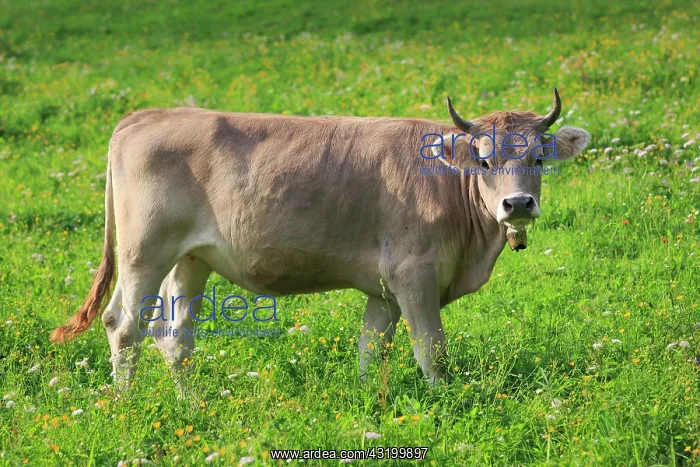: Swiss cow on alp, Switzerland, Europe : Swiss cow on alp, Switzerland, Europe