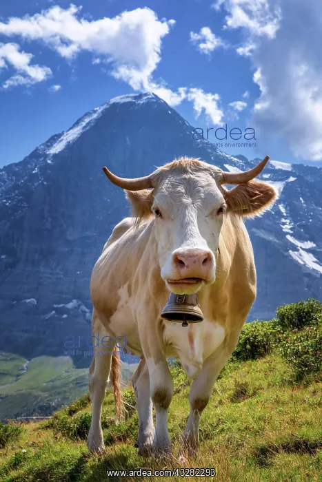: Swiss cow in the high mountains, Jungfrau region : Swiss cow in the high mountains, Jungfrau region