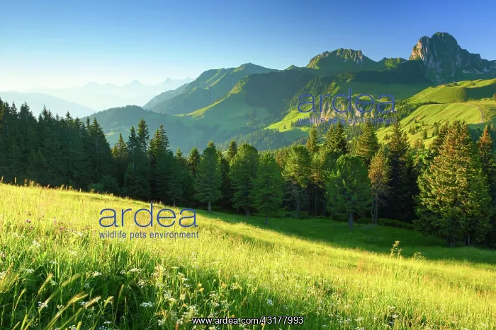 : Swiss Pre-Alps and Alps, Chrumfadeflue, 2079 m : Swiss Pre-Alps and Alps, Chrumfadeflue, 2079 m