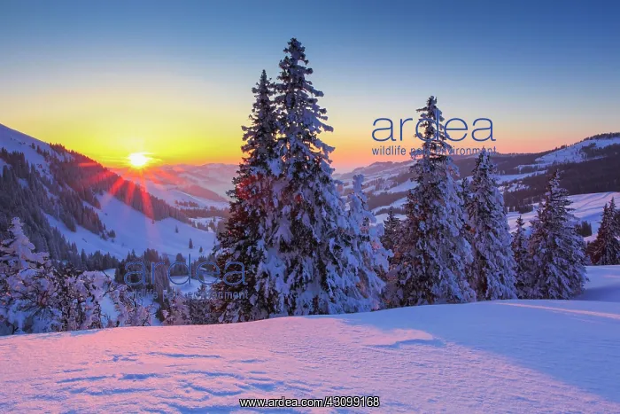 : Swiss Pre-Alps, Bernese Plateau, Gurnigel, Switzerland : Swiss Pre-Alps, Bernese Plateau, Gurnigel, Switzerland